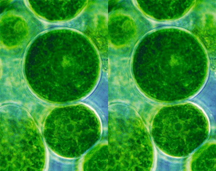 Development of advanced control strategies for microalgae production (ECOALGA)