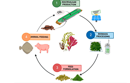Sustainable Indoor Macroalgae Production For Applications (SUMAPRO)