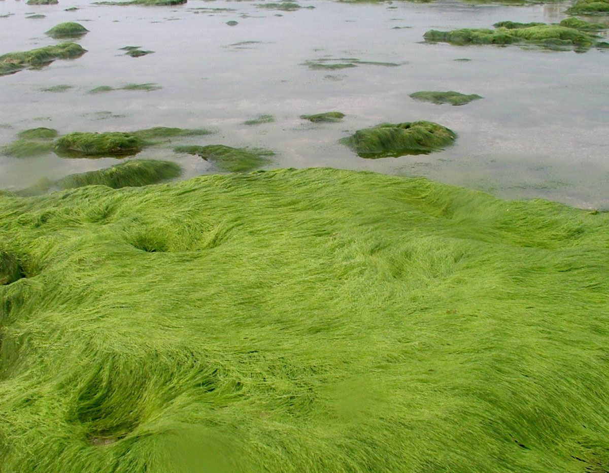 Assessment of the CO2 sequestration potential of aquatic plant and algae-based processes.