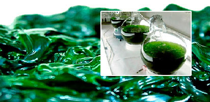 Development and transfer of knowledge on sustainable wastewater treatment processes and improvement of food production using microalgae (RITAL).