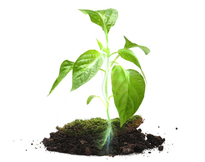 Valorization of leachate from plant residues for the production of biostimulants and biopesticides of agricultural interest through microalgae (VALIMA)
